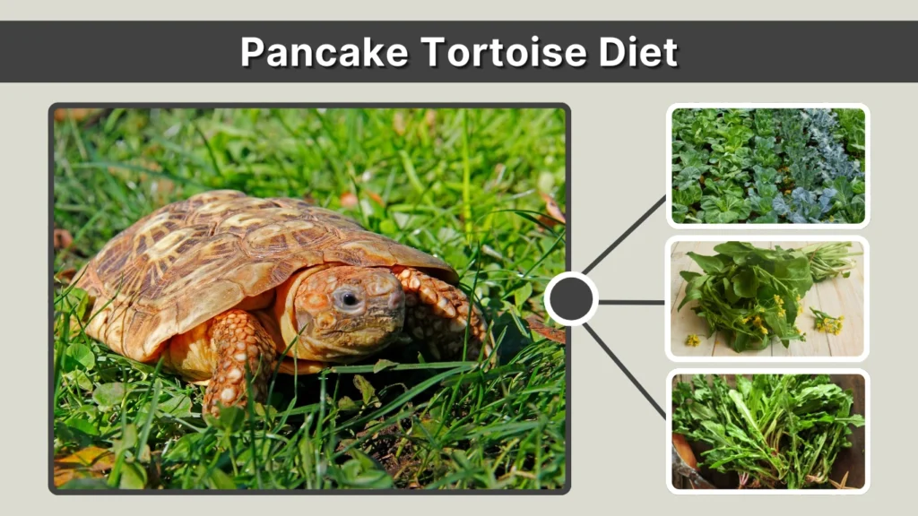 Pancake Tortoise Diet