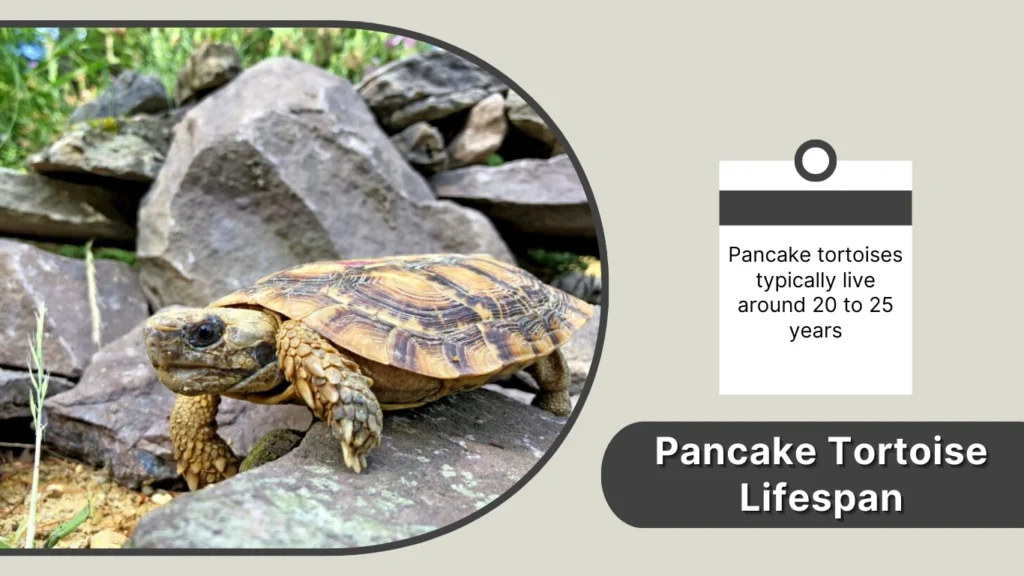 Pancake Tortoise Lifespan