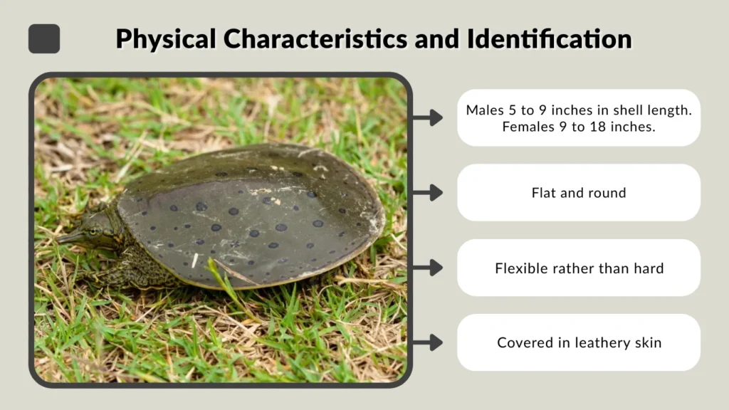 Physical Characteristics and Identification