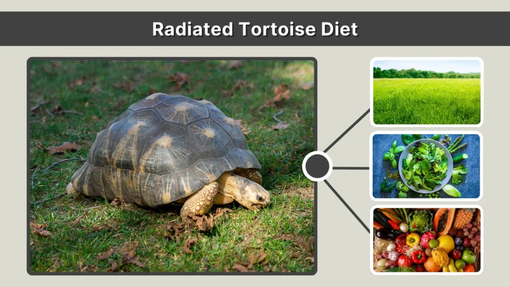 Radiated Tortoise Diet
