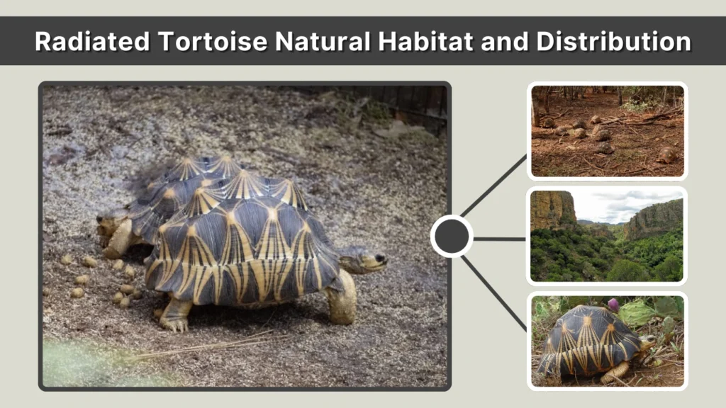 Radiated Tortoise Natural Habitat and Distribution