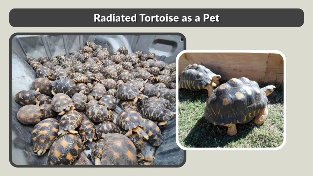 Radiated Tortoise as a Pet