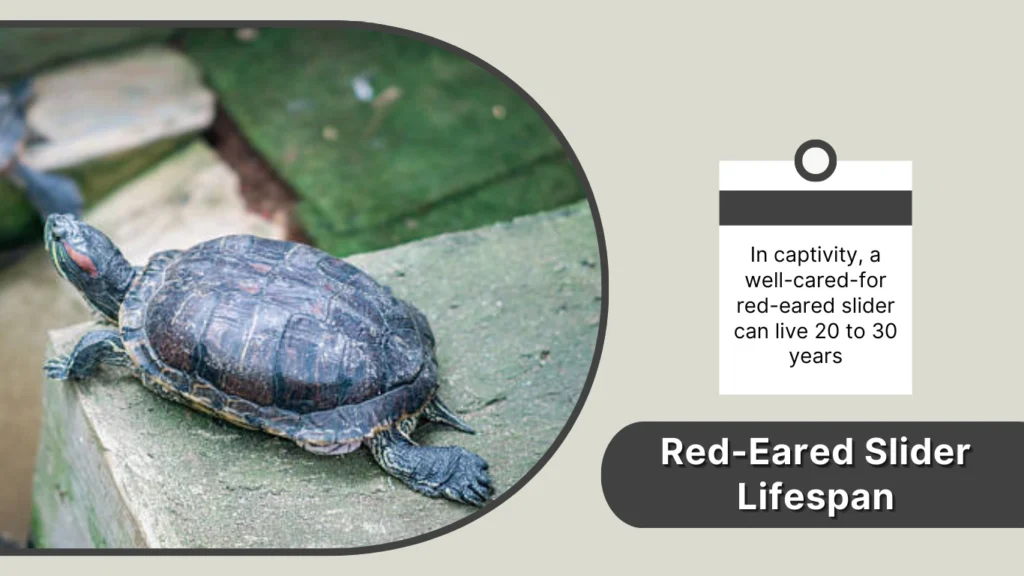 Red-Eared Slider Lifespan