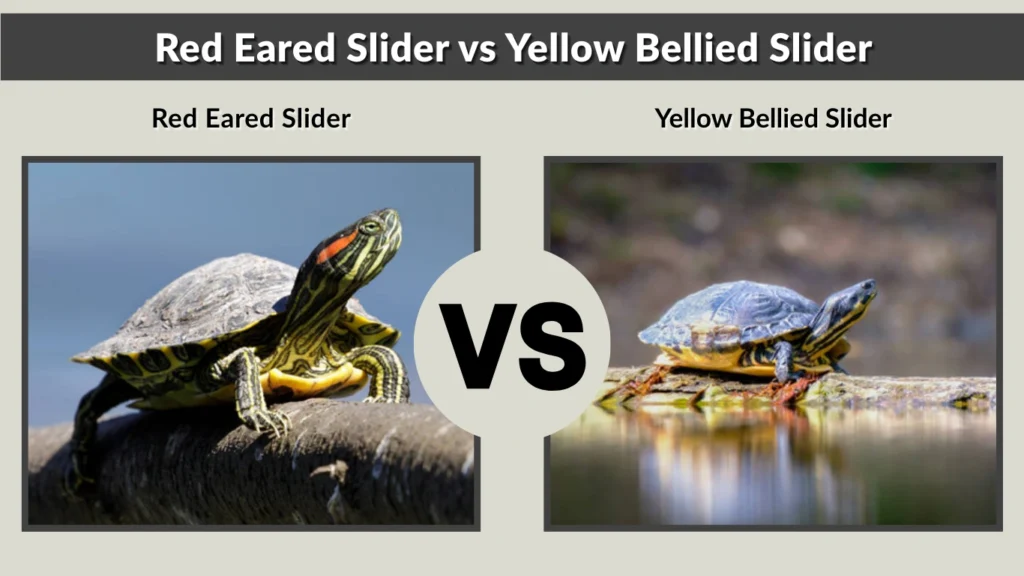 Red Eared Slider vs Yellow Bellied Slider
