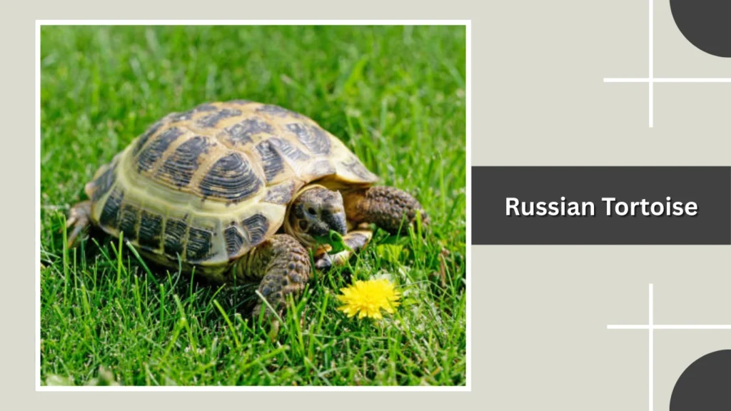 Russian Tortoise