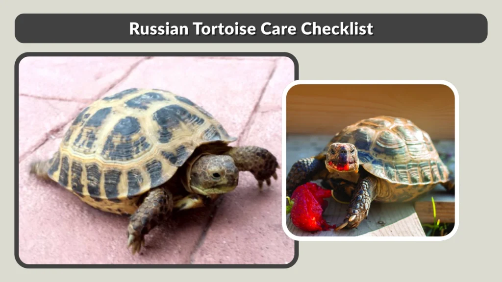 Russian Tortoise Care Checklist