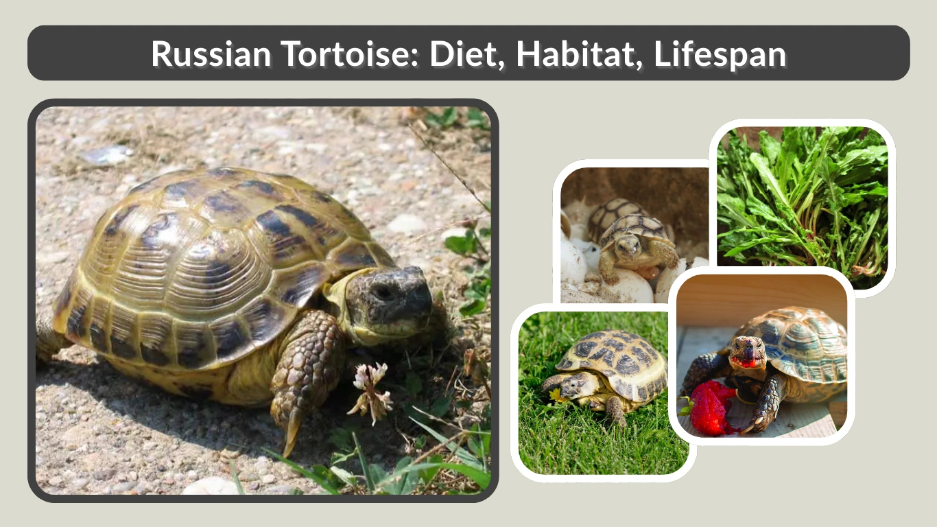 Russian Tortoise Diet, Habitat, Lifespan & Complete Care Guide
