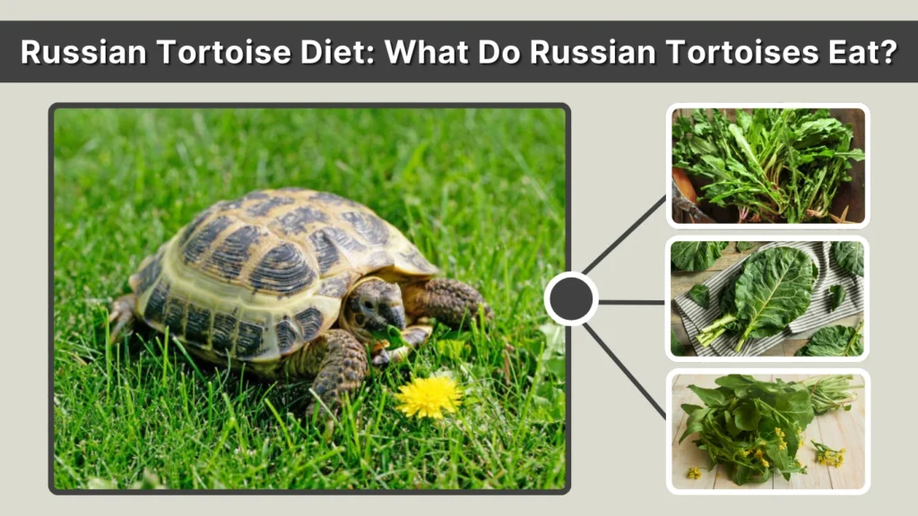 Russian Tortoise Diet What Do Russian Tortoises Eat