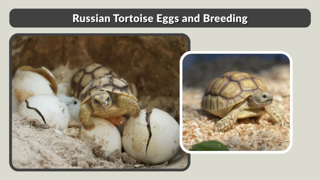 Russian Tortoise Eggs and Breeding