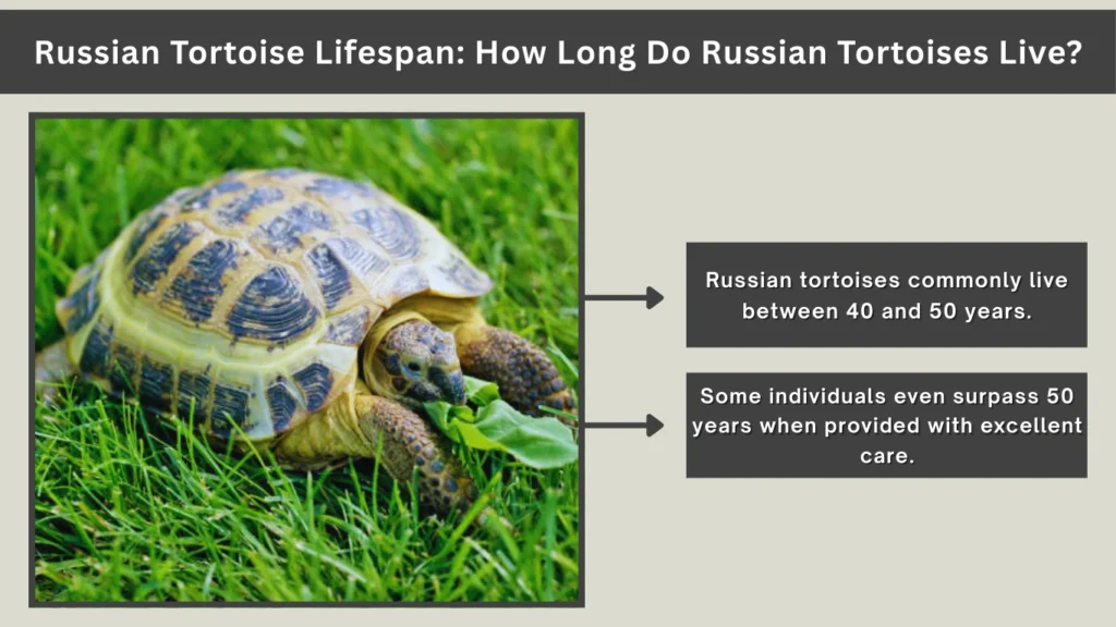 Russian Tortoise Lifespan How Long Do Russian Tortoises Live