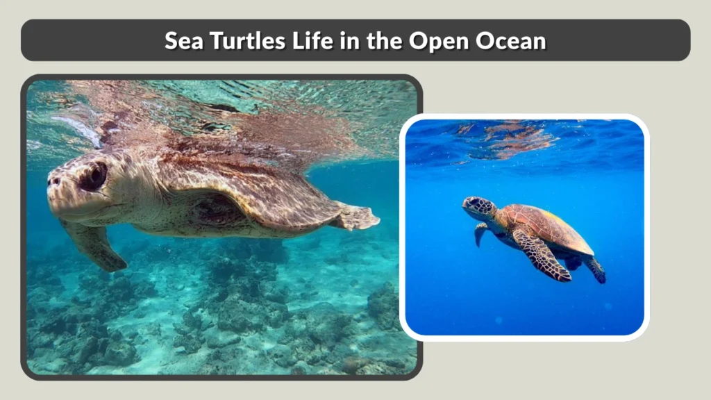 Sea Turtles Life in the Open Ocean