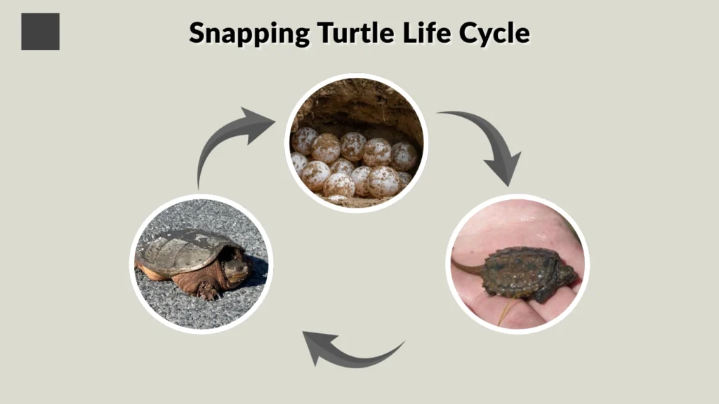 Snapping Turtle Life Cycle
