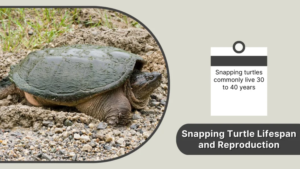 Snapping Turtle Lifespan and Reproduction