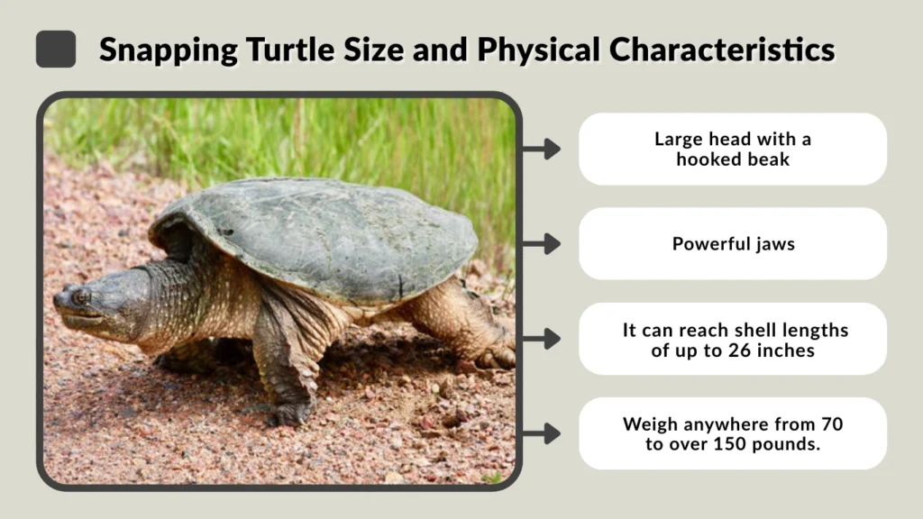 Snapping Turtle Size and Physical Characteristics