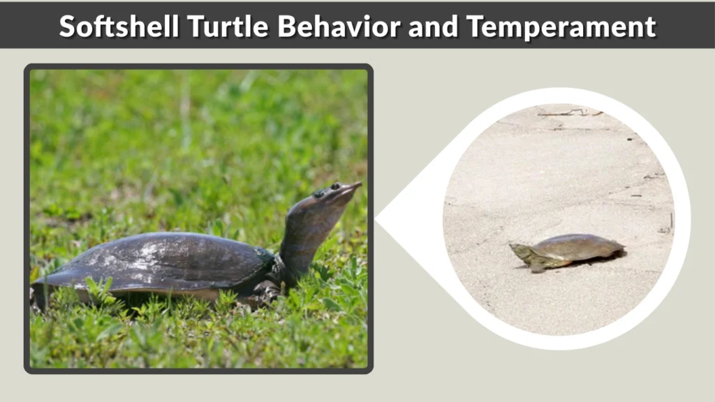 Softshell Turtle Behavior and Temperament