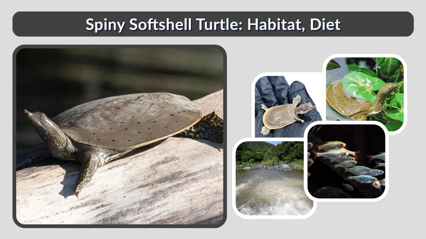 Spiny Softshell Turtle Habitat, Diet & Key Facts