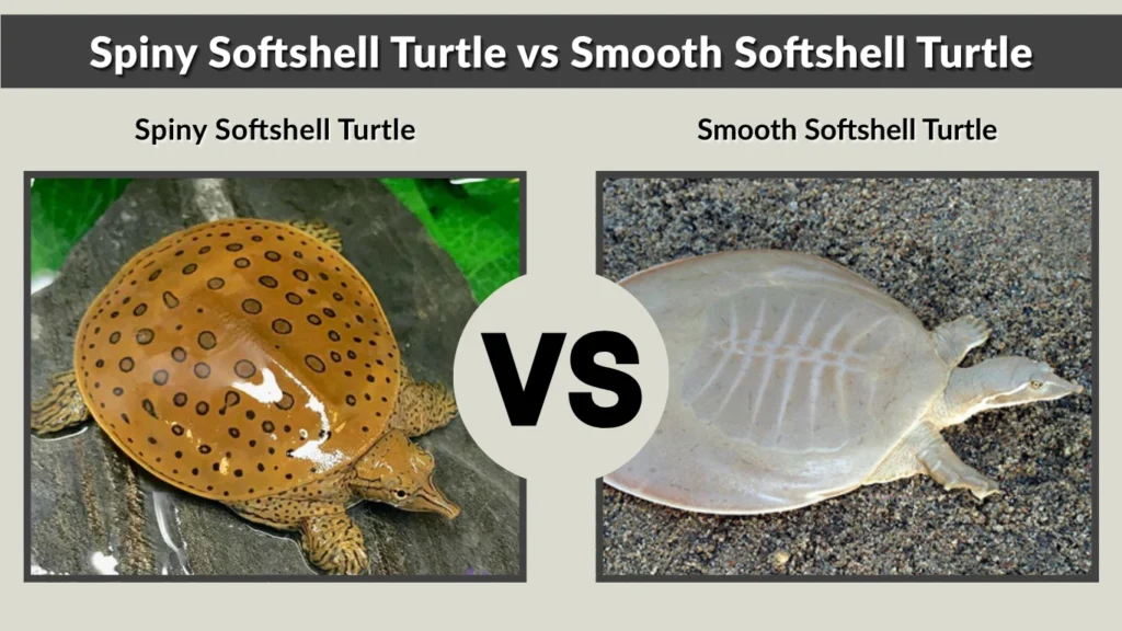 Spiny Softshell Turtle vs Smooth Softshell Turtle