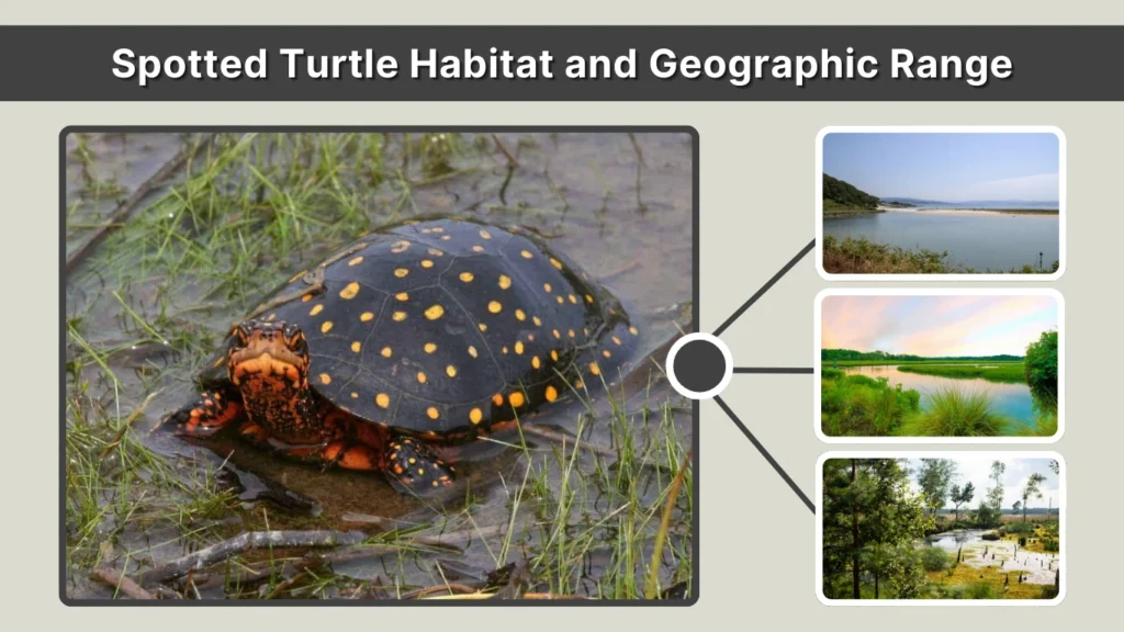 Spotted Turtle Habitat and Geographic Range