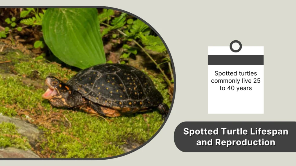 Spotted Turtle Lifespan and Reproduction