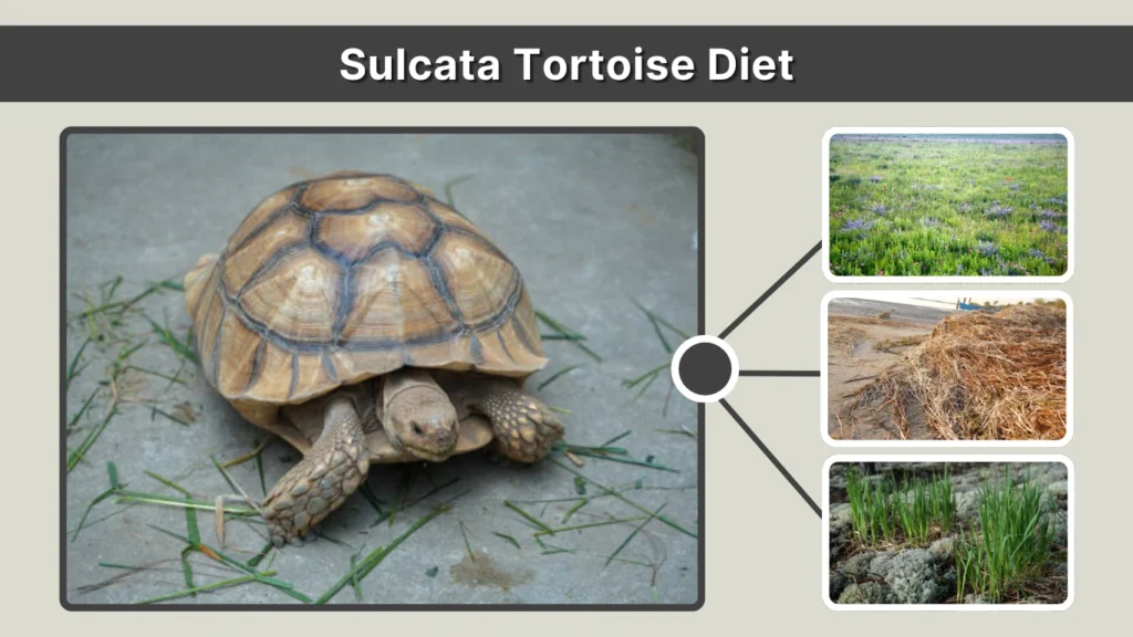 Sulcata Tortoise Diet