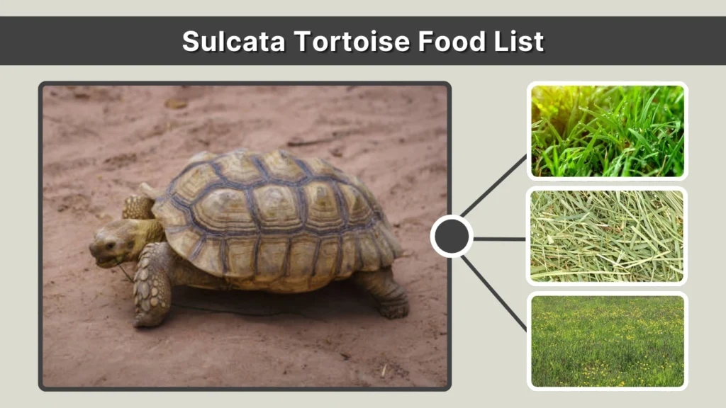 Sulcata Tortoise Food List