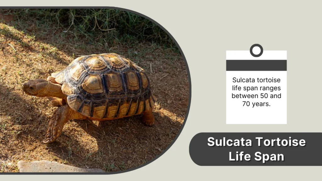 Sulcata Tortoise Life Span