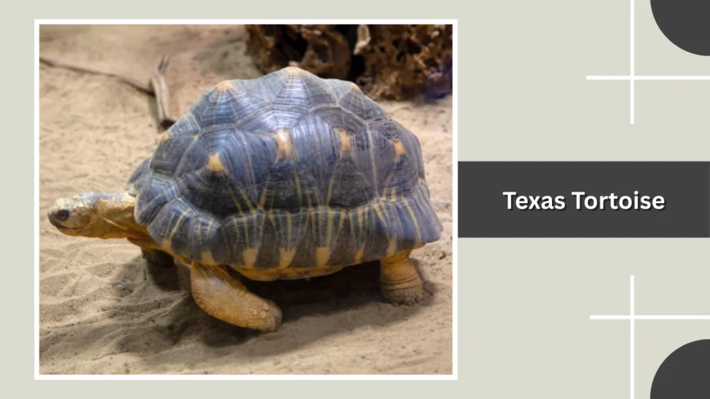 Texas Tortoise
