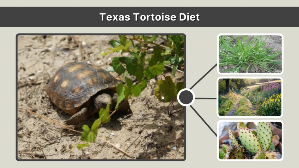 Texas Tortoise Diet