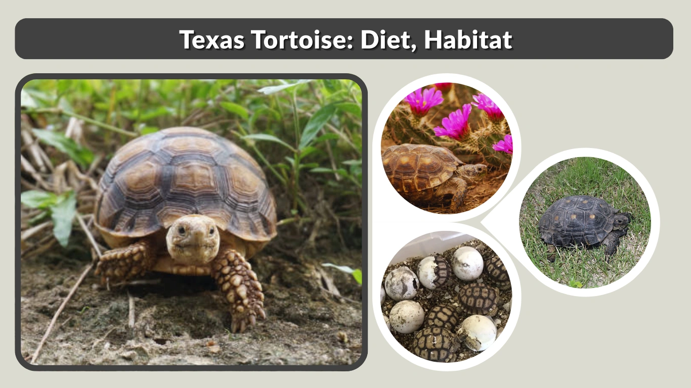 Texas Tortoise Diet, Habitat, Lifespan and Key Facts