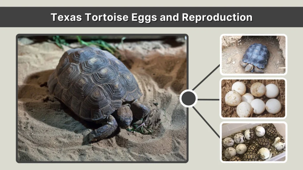 Texas Tortoise Eggs and Reproduction