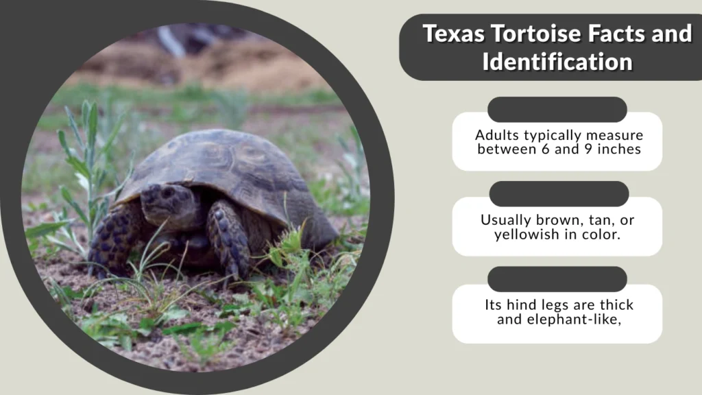 Texas Tortoise Facts and Identification