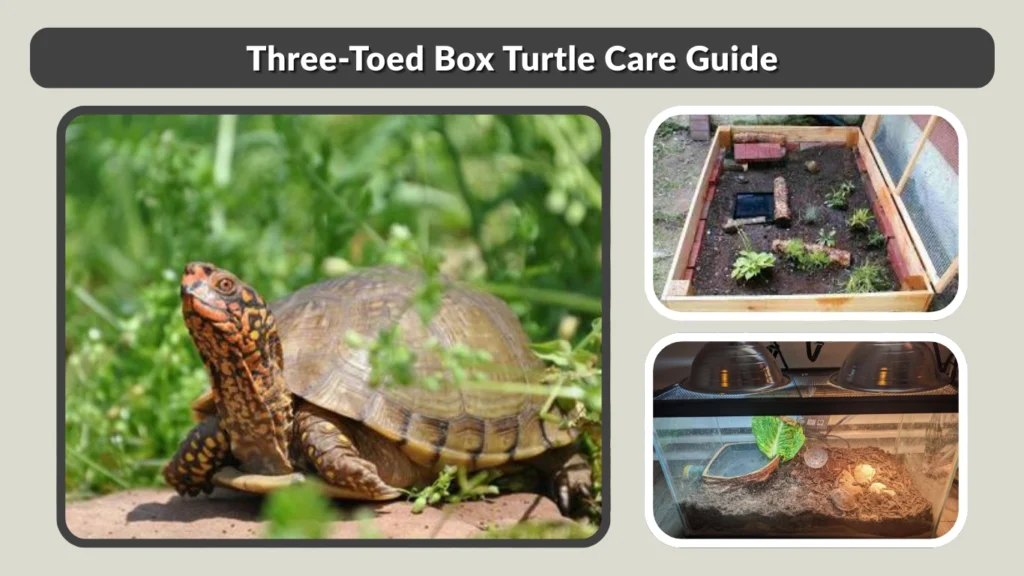 Three-Toed Box Turtle Care Guide