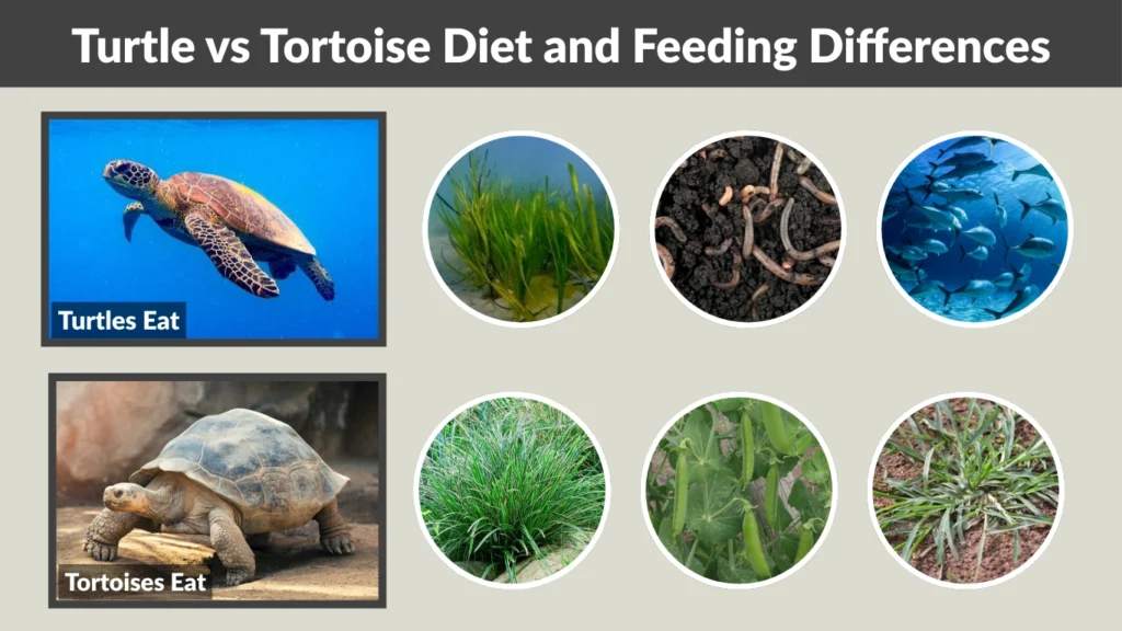 Turtle vs Tortoise Diet and Feeding Differences