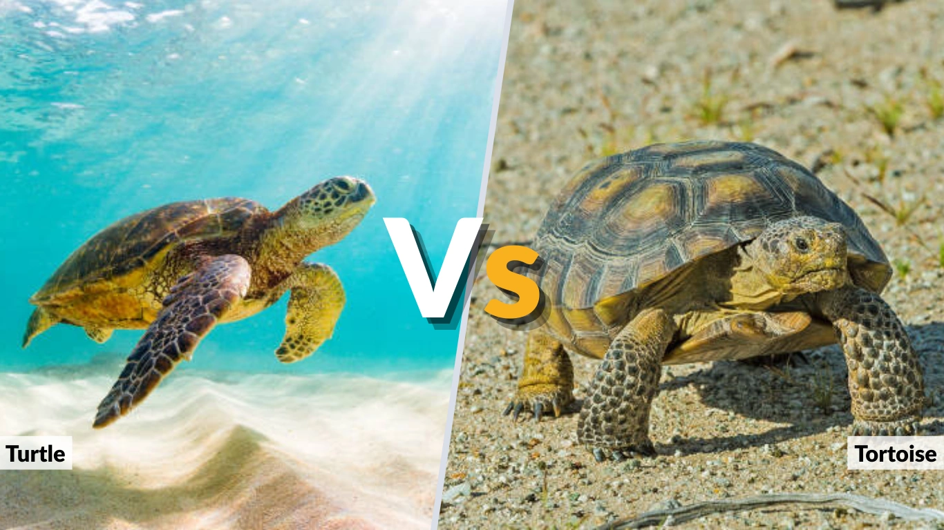 Turtle vs Tortoise Key Differences Explained