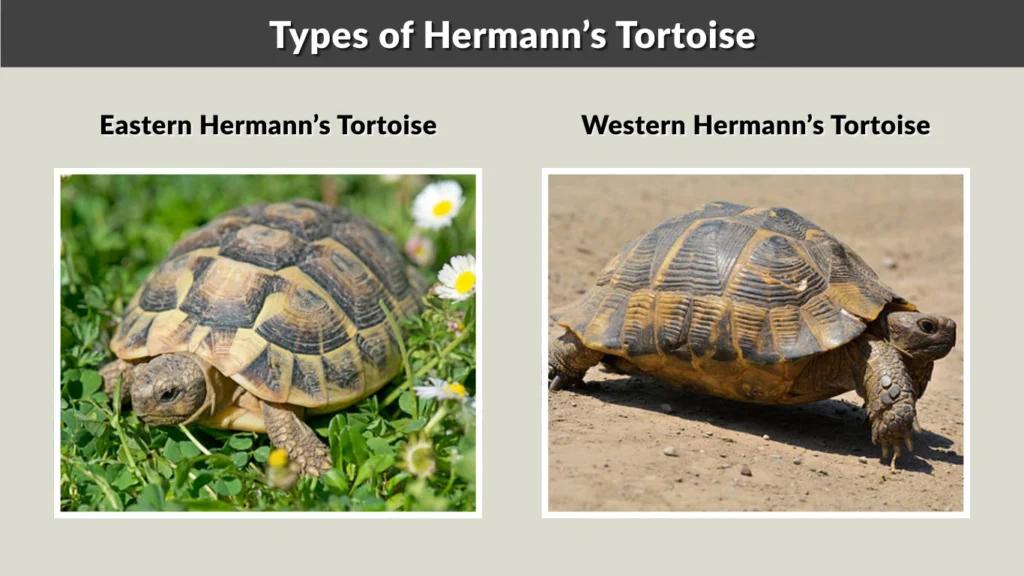 Types of Hermann’s Tortoise