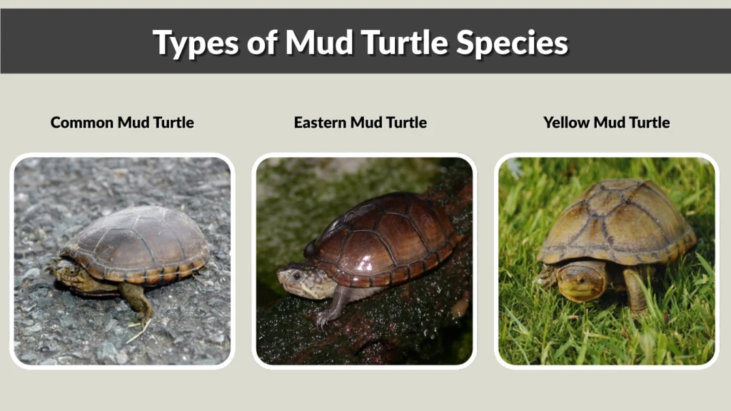 Types of Mud Turtle Species