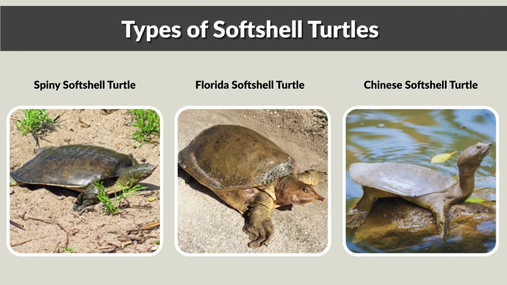 Types of Softshell Turtles