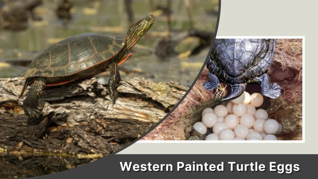 Western Painted Turtle Eggs