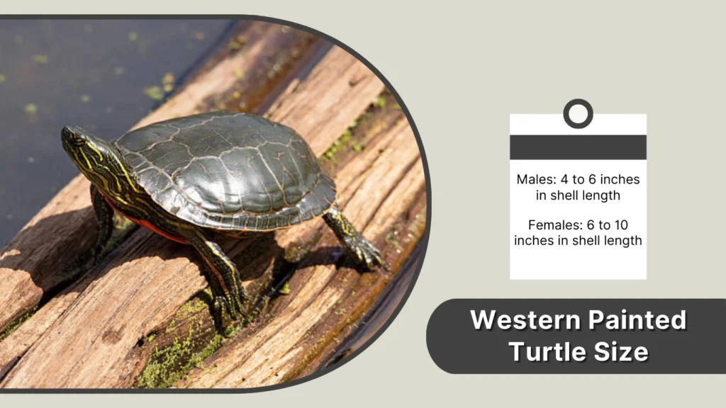 Western Painted Turtle Size