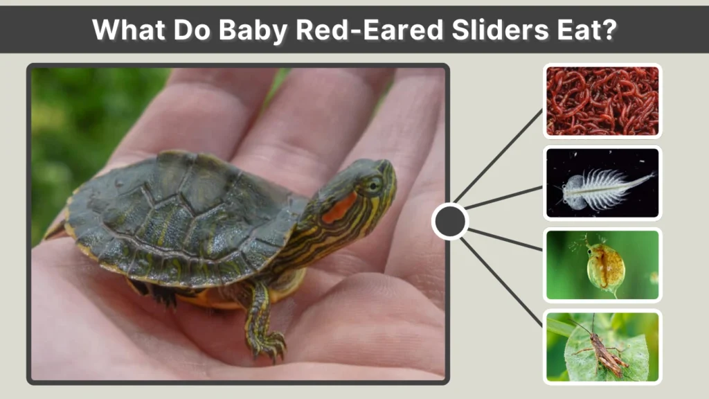 What Do Baby Red-Eared Sliders Eat