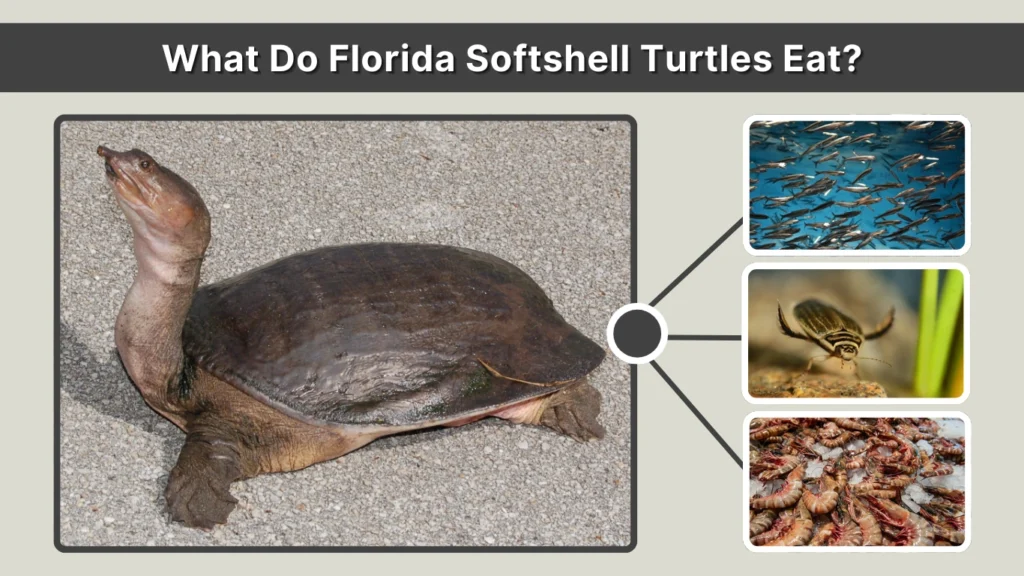 What Do Florida Softshell Turtles Eat