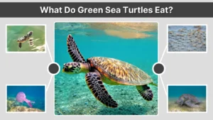What Do Green Sea Turtles Eat A Complete Guide to Their Diet