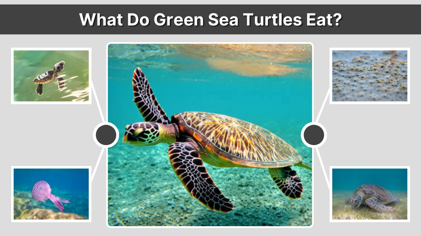 What Do Green Sea Turtles Eat A Complete Guide to Their Diet