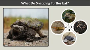 What Do Snapping Turtles Eat A Complete Diet Guide