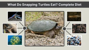 What Do Snapping Turtles Eat Complete Diet Guide