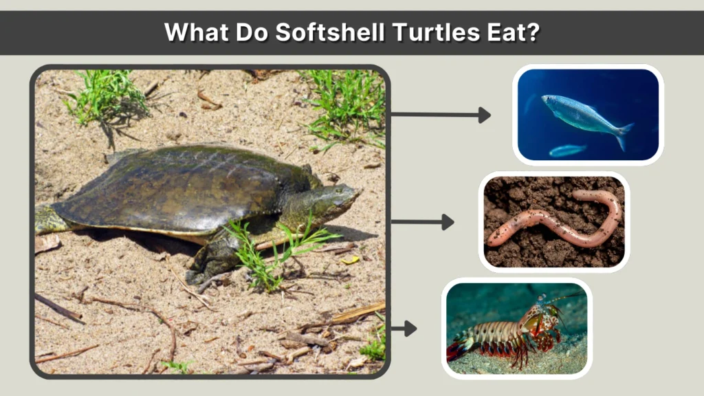 What Do Softshell Turtles Eat