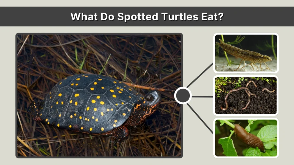 What Do Spotted Turtles Eat