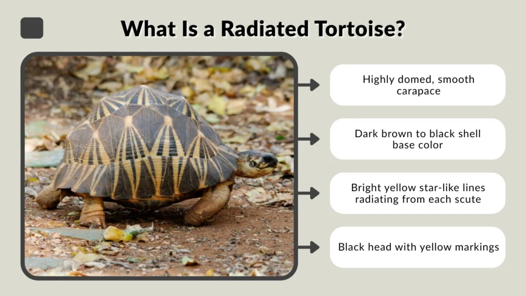 What Is a Radiated Tortoise