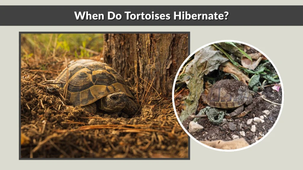 When Do Tortoises Hibernate