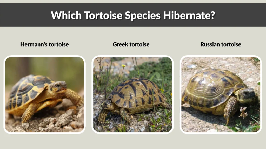 Which Tortoise Species Hibernate